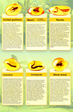 Amber Insect Sprite Archaeological Dig Blind Box - Kids Gem Exploration DIY Treasure Hunt Toy